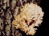 Medvedji bradovec (Hericium clathroides)