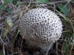 Amanita echinocephala