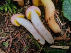 Aureoboletus gentilis