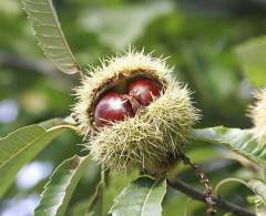 Castanea sativa, pravi kostanj