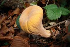 Clavariadelphus truncatus