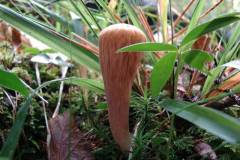 Clavariadelphus truncatus
