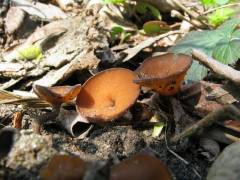 Dumontinia tuberosa, gomoljasta zalogarica
