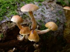 Gymnopílus hýbridus, hibridna plamenka