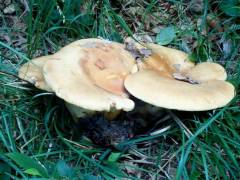 Leucopaxíllus macrorhízus, glavata velepodvihanka