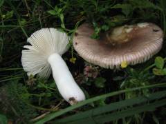 Rússula krombhólzii fo. depállens, škrlatna golobica, obledela oblika