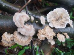Schizophyllum commune, navadna cepilistka