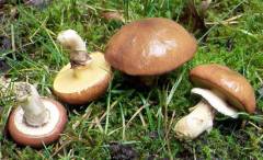Suillus luteus, maslena lupljivka