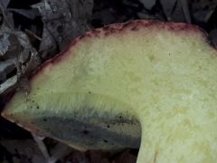 Baorangia emileorum