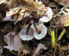 Gymnopus brassicolens