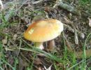 Amanita caesarea, knežja mušnica