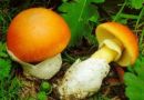 Amanita caesarea, knežja mušnica