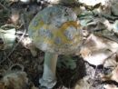 Amanita ceciliae, pozlačeni lupinar