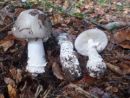 Amanita excelsa, podaljšana mušnica