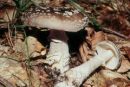 Amanita excelsa, podaljšana mušnica
