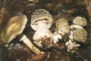 Amanita excelsa, podaljšana mušnica