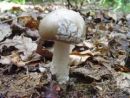 Amanita excelsa, podaljšana mušnica