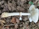 Amanita franchetii, hrapava mušnica