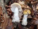 Amanita gemmata, medlorumena mušnica