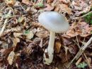 Amanita mairei, srebrnkasti lupinar