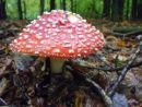 Amanita muscaria, rdeča mušnica
