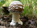 Amanita pantherina, panterjeva mušnica