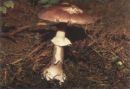 Amanita porphyria, porfirasta mušnica