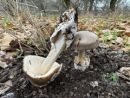 Amanita submembranacea, sivolupinasti lupinar