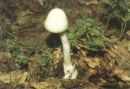 Amanita virosa, koničasta mušnica