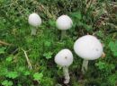 Amanita virosa, koničasta mušnica