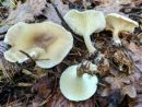 Ampulloclitocybe clavipes, betičasta livkarica