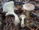 Ampulloclitocybe clavipes, betičasta livkarica