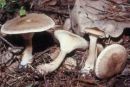 Ampulloclitocybe clavipes, betičasta livkarica