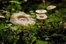 Ampulloclitocybe clavipes, betičasta livkarica