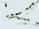 Anthostoma turgidum, 