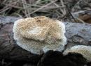 Antrodia ramentacea, skorjina trhlica