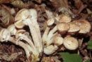 Armillaria cepistipes, čebulasta mraznica