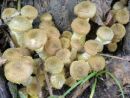 Armillaria mellea, sivorumena mraznica