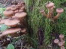 Armillaria ostoyae, črnomekinasta mraznica