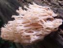 Artomyces pyxidatus, cvetoča grmulja