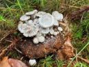 Asterophora parasitica, zastrti zajedalec
