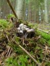 Asterophora parasiticaOLD, 