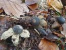 Astraeus hygrometricus, vlagomerni zvezdež