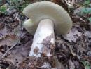 Boletus edulis, jesenski goban