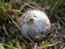 Bovista plumbea, sivokožni kadilček