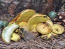 Buchwaldoboletus hemichrysus, zlatični privihanec