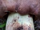 Butyriboletus appendiculatus, rumeni maslenec