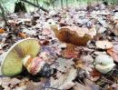 Calonarius xanthophyllus, rumenolistni koprenar