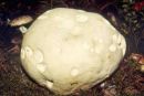 Calvatia gigantea, orjaška plešivka