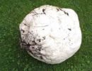 Calvatia gigantea, orjaška plešivka